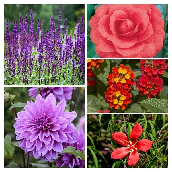 Garden Plants Collage