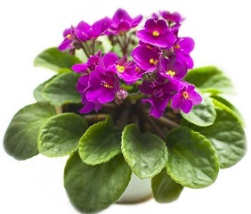 Houseplant, African Violet