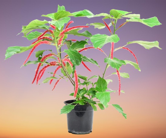 Chenile Plant, Acalypha hispida