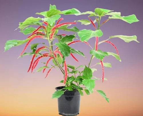 Red Hot Cat Tail, Acalypha hispida