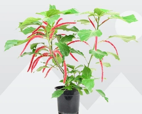 Chenile Plant, Red Hot Cat Tail, Acalypha hispida