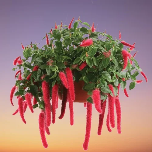 Chenile Plant, Red Hot Cat Tail