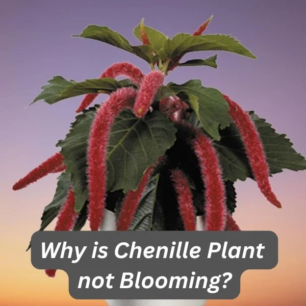 Chenille Plant, Red Hot Cat Tail, Acalypha hispida