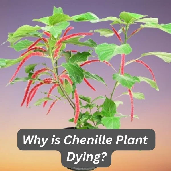 Chenille Plant, Red Hot Cat Tail, Acalypha hispida