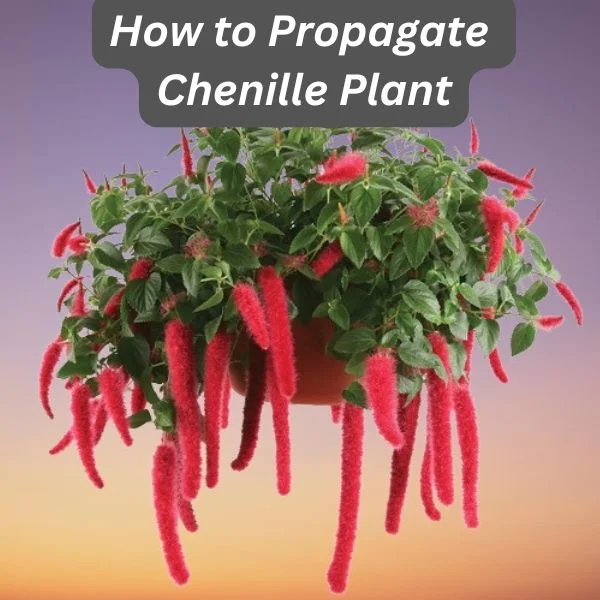 Chenille Plant, Red Hot Cat Tail, Acalypha hispida