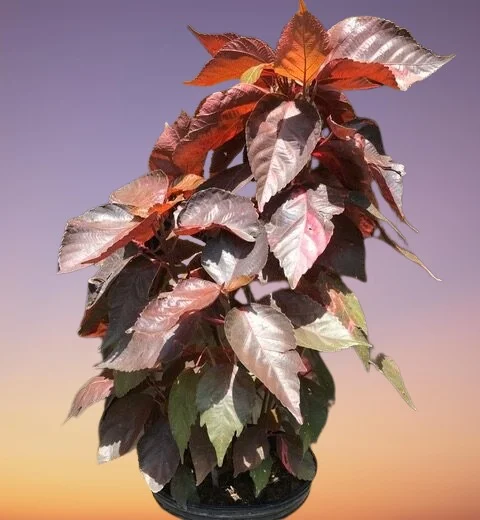 Copperleaf Plant, Jacob's Coat, Acalypha wilkesiana