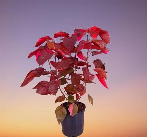 Copperleaf Plant, Jacob's Coat, Acalypha wilkesiana