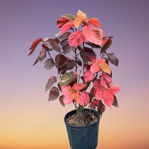 Copperleaf Plant (Acalypha wilkesiana) Care Indoors and Problems