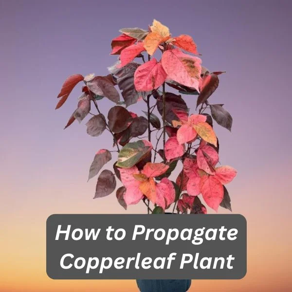 Copperleaf Plant, Jacob's Coat, Acalypha wilkesiana