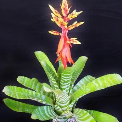 Aechmea Bromeliad, Urn Plants