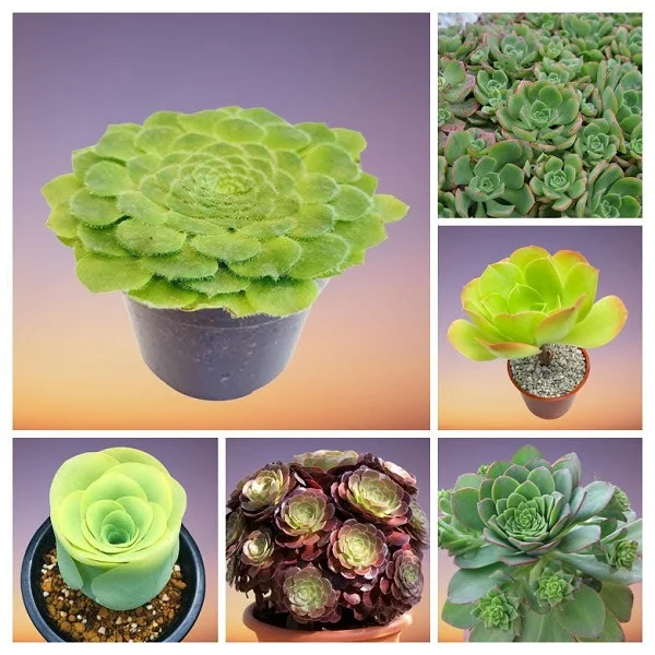 Aeonium Plants Collage