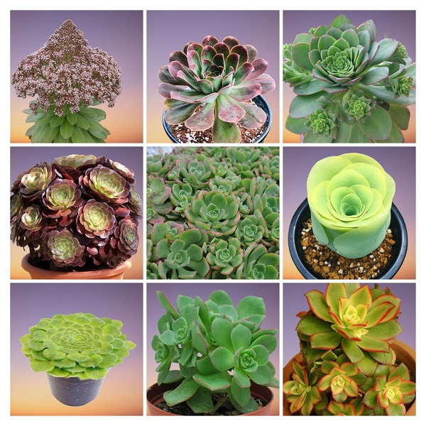 Aeonium Plants Varieties Collage