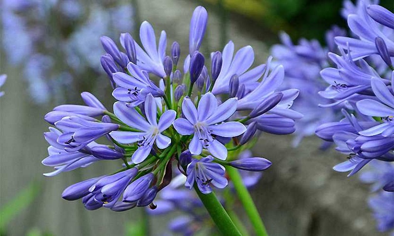 African lily, Agapanthus africanus