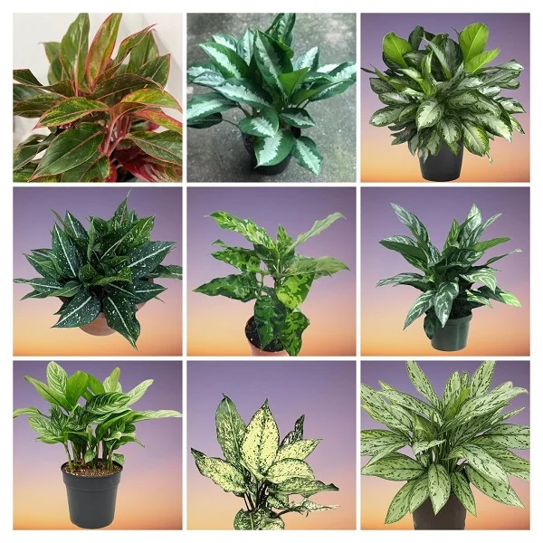 Aglaonema Plants Collage, Chinese Evergreens