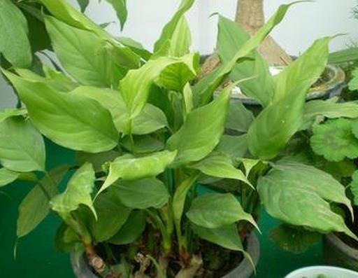 Houseplant, Chinese Evergreen, Aglaonema modestum