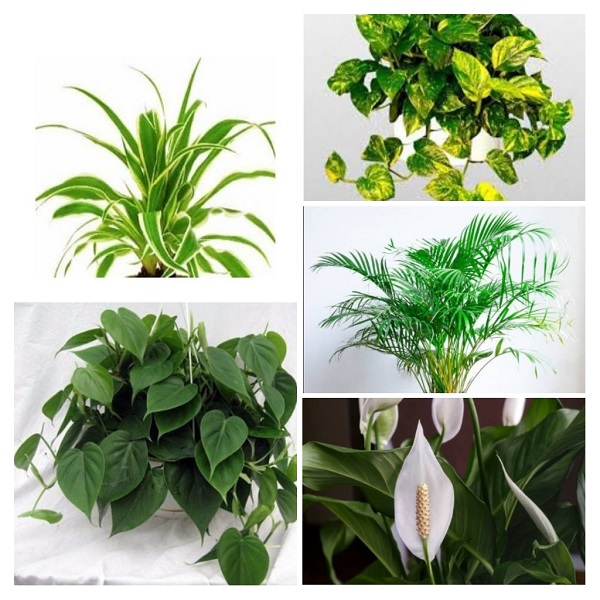Houseplant, Air Cleaning Houseplants
