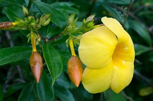 Golden trumpet, Allamanda cathartica