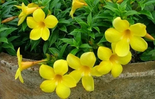 Golden trumpet, Allamanda cathartica