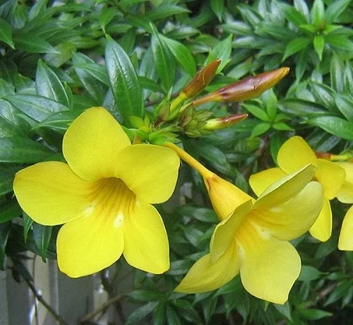 Golden trumpet, Allamanda cathartica