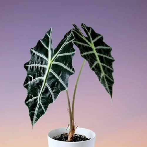 Alocasia X amazonica 'Polly', African Mask