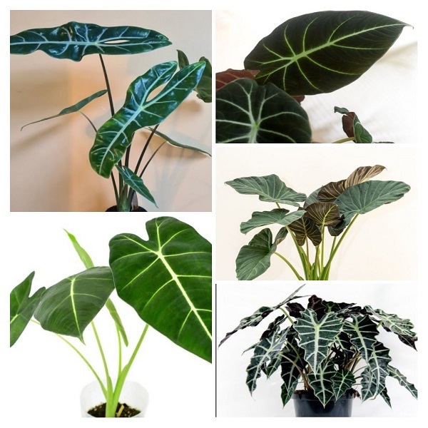 Alocasia Houseplants collage