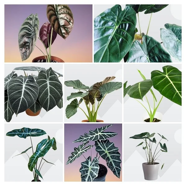Alocasia Plants collage
