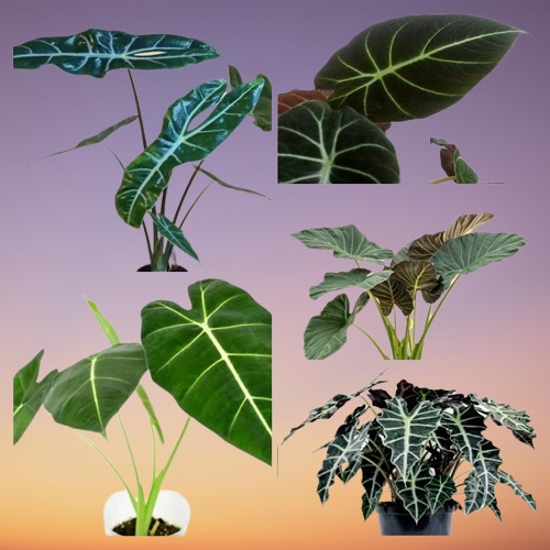 Alocasia Plants collage
