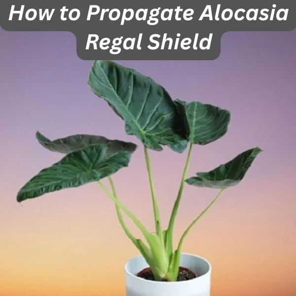 Alocasia 'Regal Shield', Regal Shield Elephant Ear