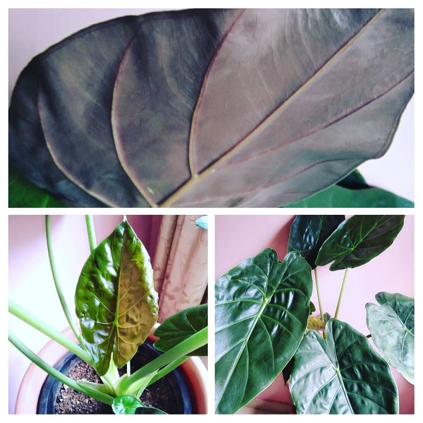 Alocasia wentii, Went's Hardy Alocasia, New Guinea Shield, Purple Umbrella Plant