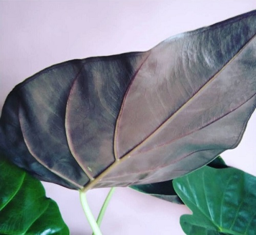 Houseplant, Alocasia wentii Care, Went's Hardy Alocasia Care, New Guinea Shield, Purple Umbrella Plant
