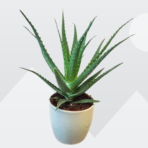 Aloe Plant, Aloe arborescens