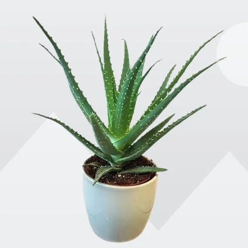 Aloe arborescens, Krantz Aloe, Candelabra Aloe