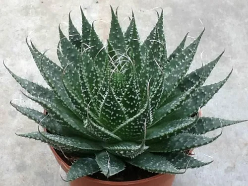 Aloe aristata, Lace Aloe