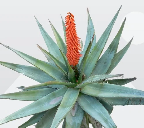 Aloe ferox, Bitter Aloe