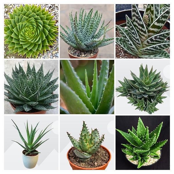 Aloe Succulents collage
