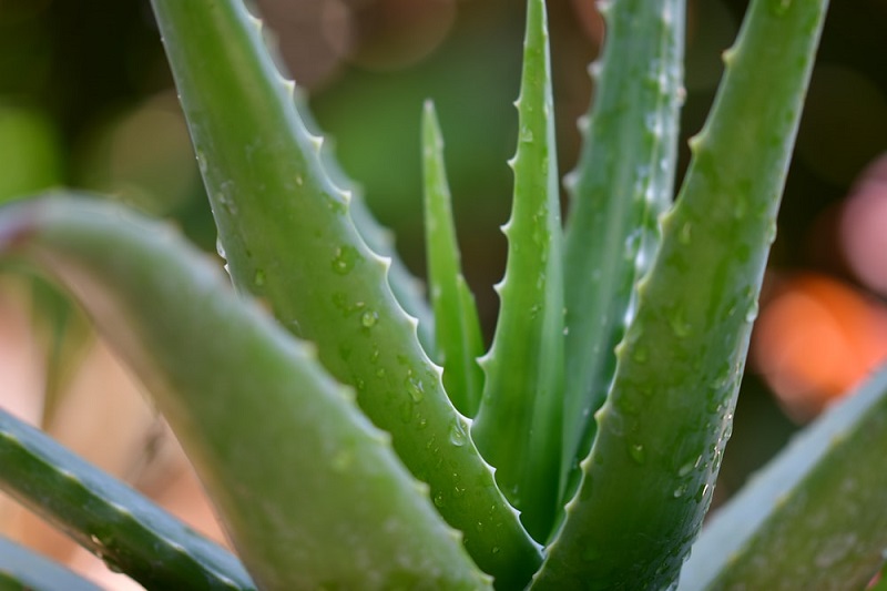 Houseplant, Aloe vera plant