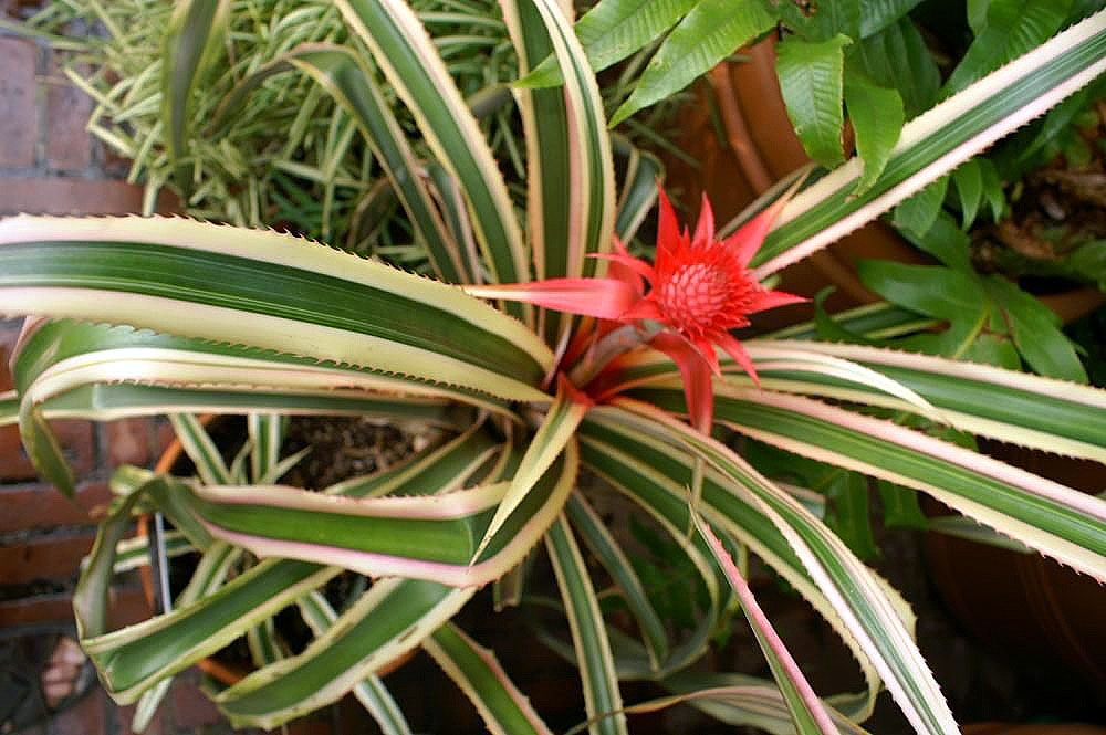 Ornamental Pineapple Plant, Ananas spp