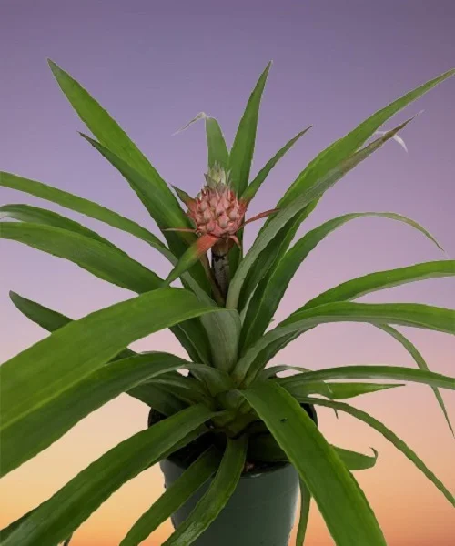 Ornamental Pineapple Plant, Ananas spp