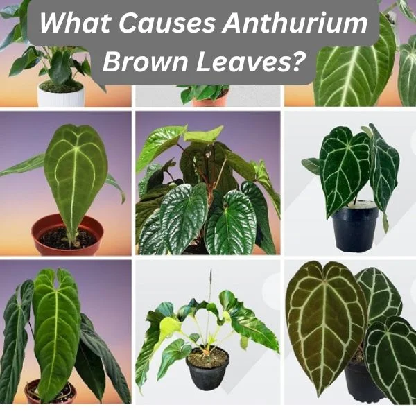 Anthurium Plants Collage