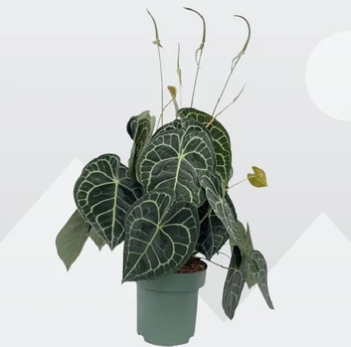 Anthurium clarinervium, Velvet Cardboard Anthurium