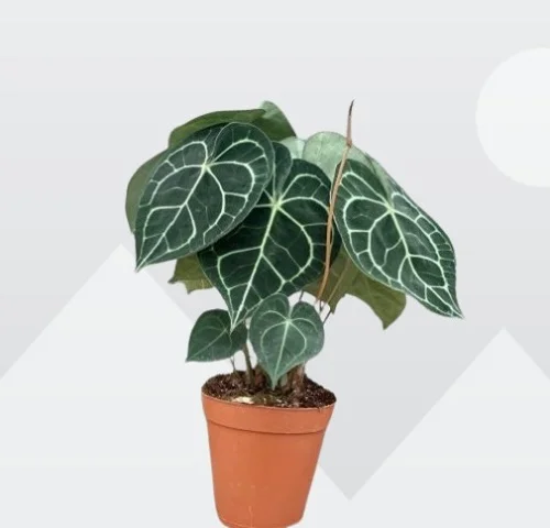 Anthurium clarinervium, Velvet Cardboard Anthurium