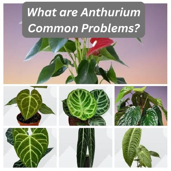 Anthurium Plants Collage