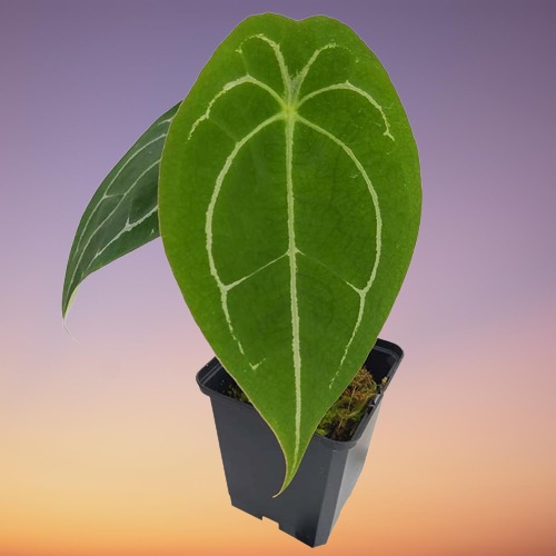 Houseplant, Anthurium forgetii