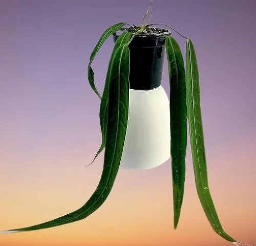 Anthurium pallidiflorum, Pale-Flowered Anthurium