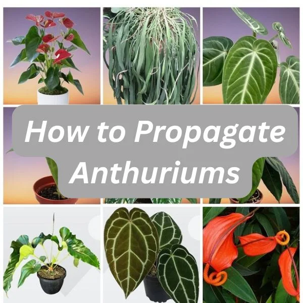 Anthurium Plants Collage