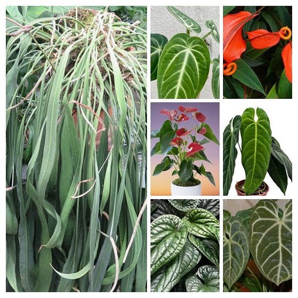 Anthurium Plants Collage