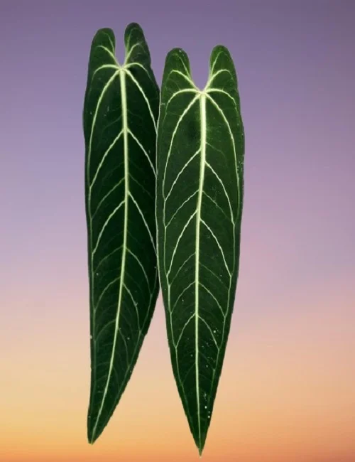 Queen Anthurium, Anthurium warocqueanum