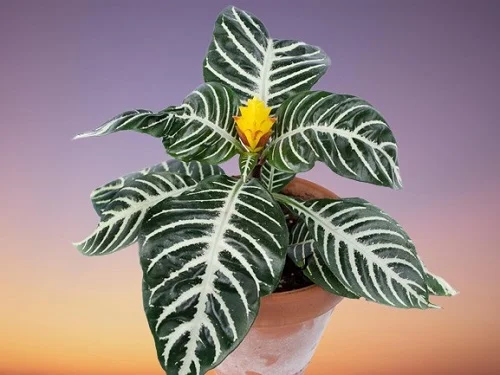 Zebra Plant, Aphelandra squarrosa