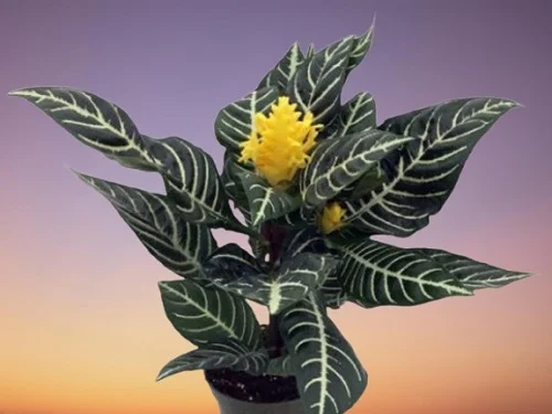 Zebra Plant, Aphelandra squarrosa