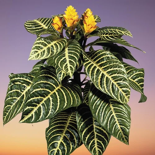 Zebra Plant, Aphelandra squarrosa